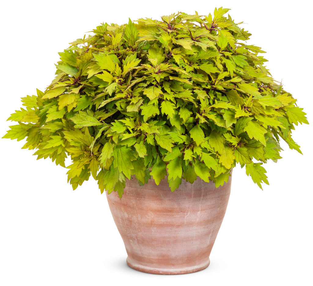 ColorBlaze® Royale Pineapple Brandy™ Coleus | Proven Winners®