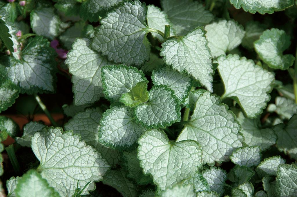 Pink Chablis® Lamium | Proven Winners®