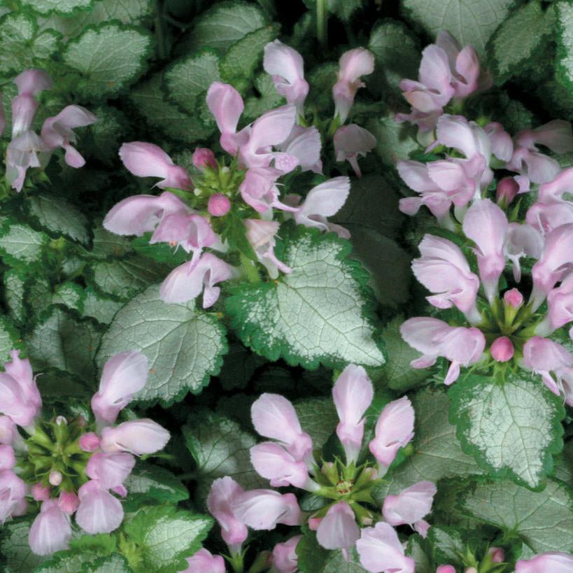 Pink Chablis® Lamium | Proven Winners®