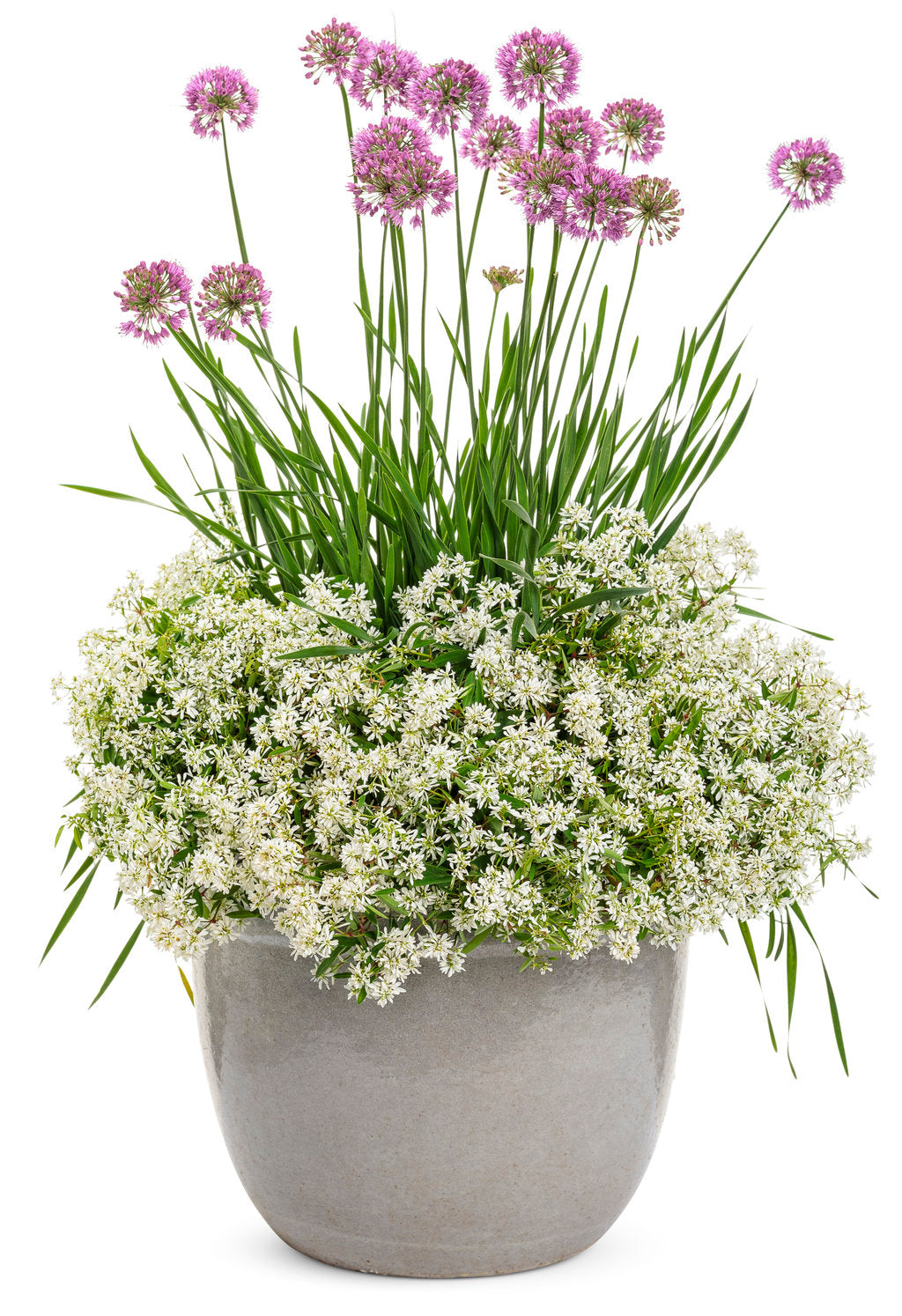 Diamond Snow® Euphorbia | Proven Winners®