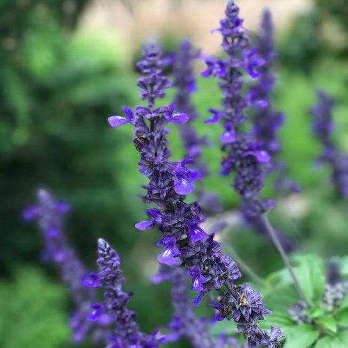 Rockin'® Playin' the Blues™ Salvia | Proven Winners®