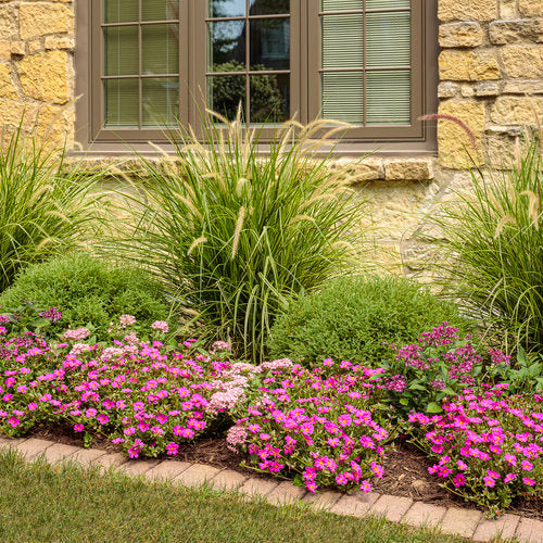 Sunstar® Lavender Pentas | Proven Winners®