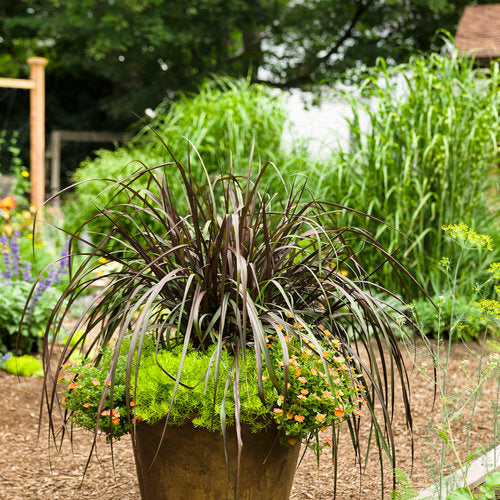 Mojave® Tangerine Portulaca | Proven Winners®