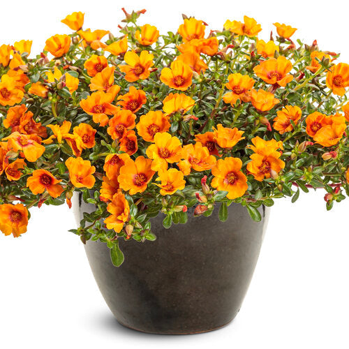 Mojave® Mango Portulaca