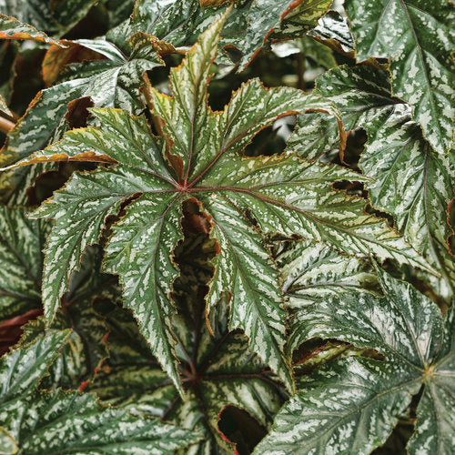 Proven Accents® Pegasus® Begonia | Proven Winners