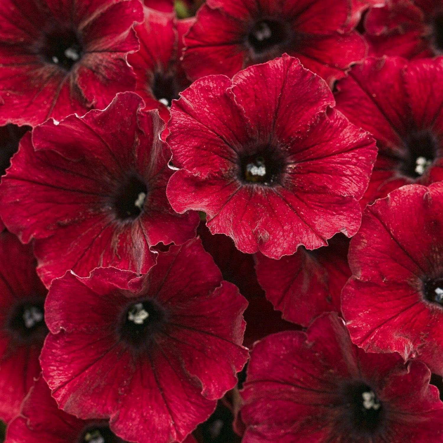 Supertunia® Black Cherry® Petunia | Proven Winners®