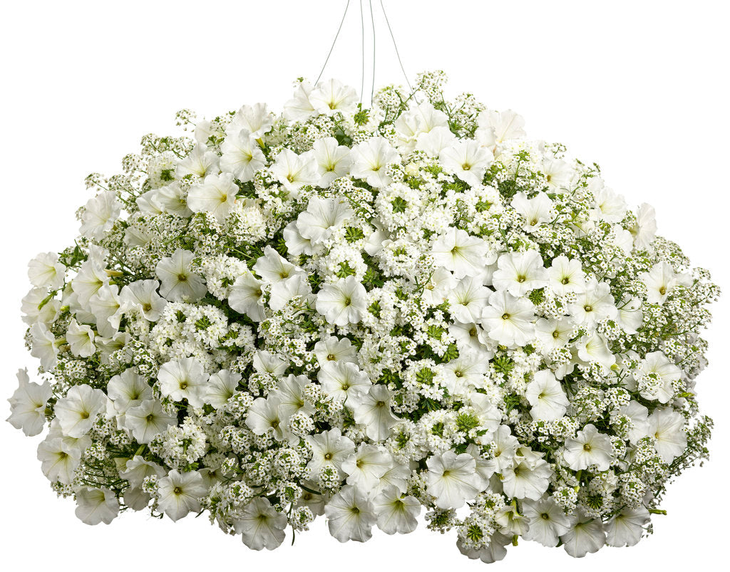 Snow Princess® Sweet Alyssum | Proven Winners®