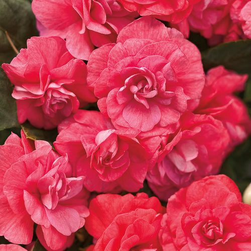 Rockapulco® Coral Reef Double Impatiens | Proven Winners®