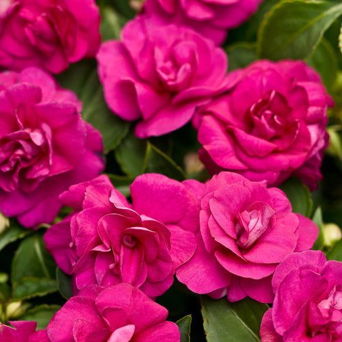 Rockapulco® Purple Double Impatiens | Proven Winners®
