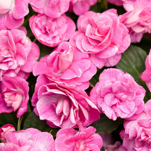 SunPatiens® 'Compact Tropical Rose' Impatiens | Creekside Champions™