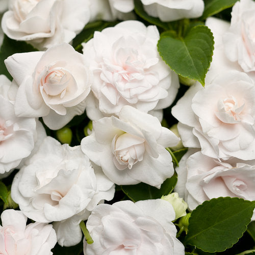 Rockapulco® White Double Impatiens | Proven Winners®
