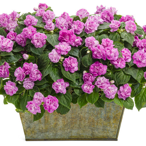 Rockapulco® Wisteria Double Impatiens | Proven Winners®