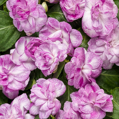 Rockapulco® Wisteria Double Impatiens | Proven Winners®