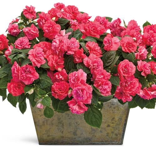 Rockapulco® Coral Reef Double Impatiens | Proven Winners®