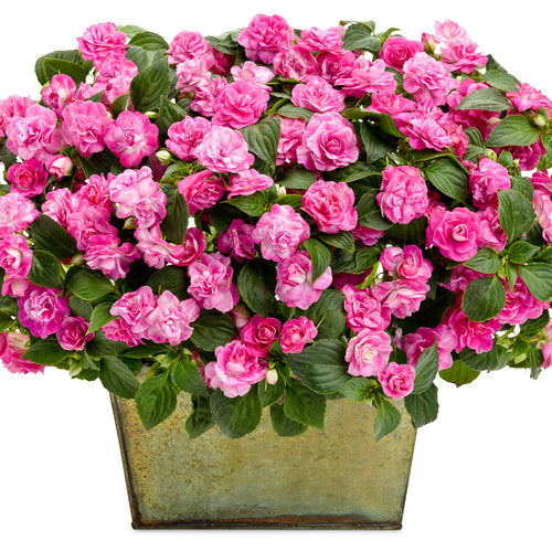 Rockapulco® Rose Double Impatiens | Proven Winners®