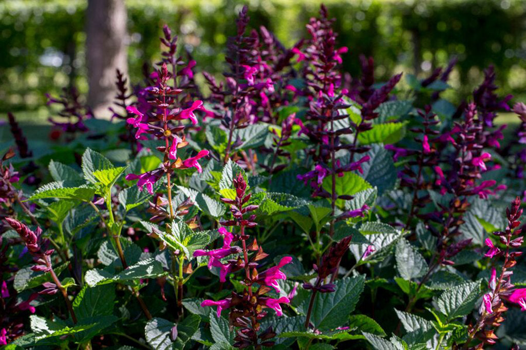 Rockin'® Fuchsia Salvia | Proven Winners®