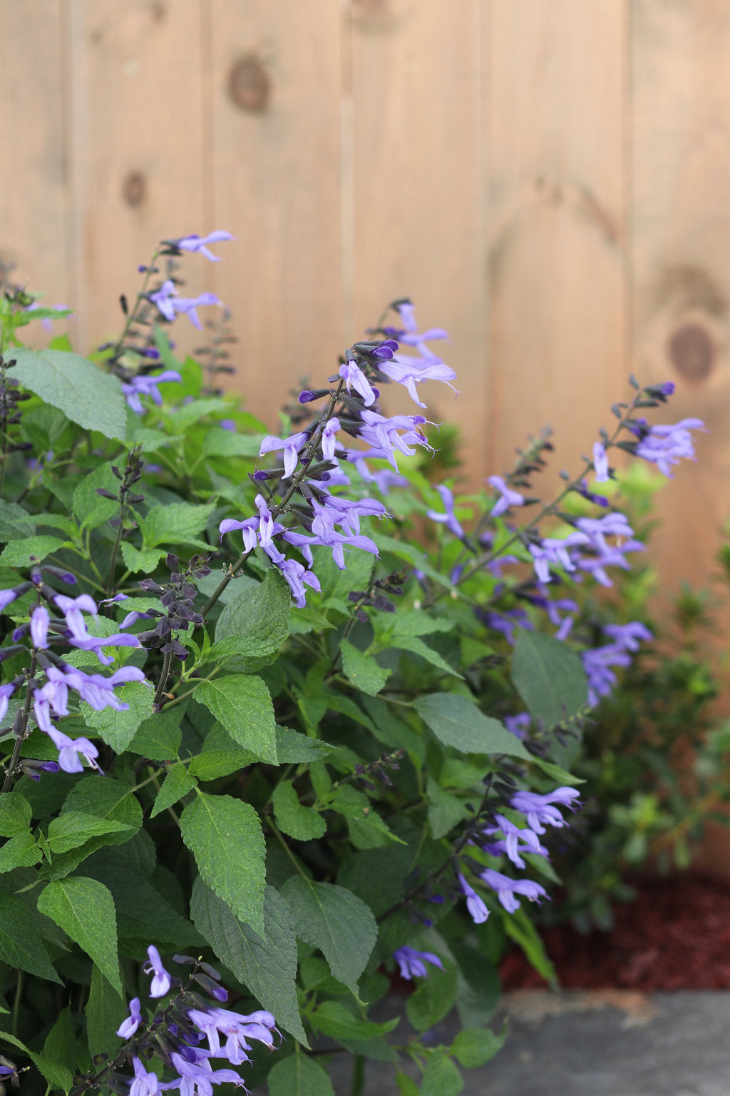 Rockin'® Blue Suede Shoes™ Salvia | Proven Winners®