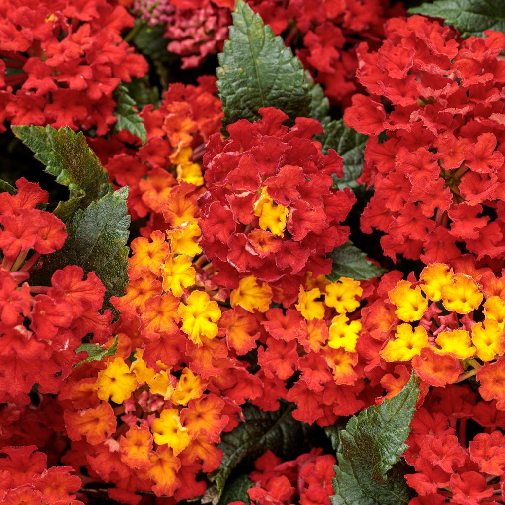 Luscious Royale Red Zone™ Lantana | Proven Winners®