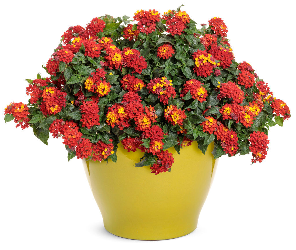 Luscious Royale Red Zone™ Lantana | Proven Winners®
