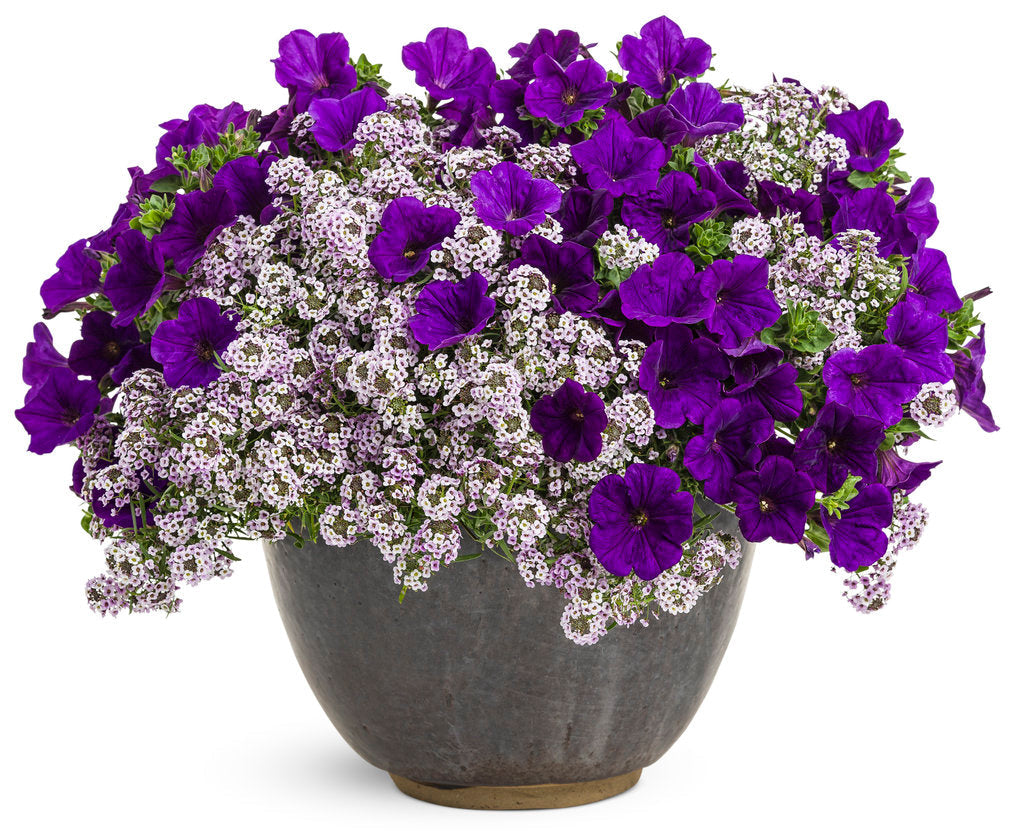 Supertunia® Royal Velvet® Petunia| Proven Winners®