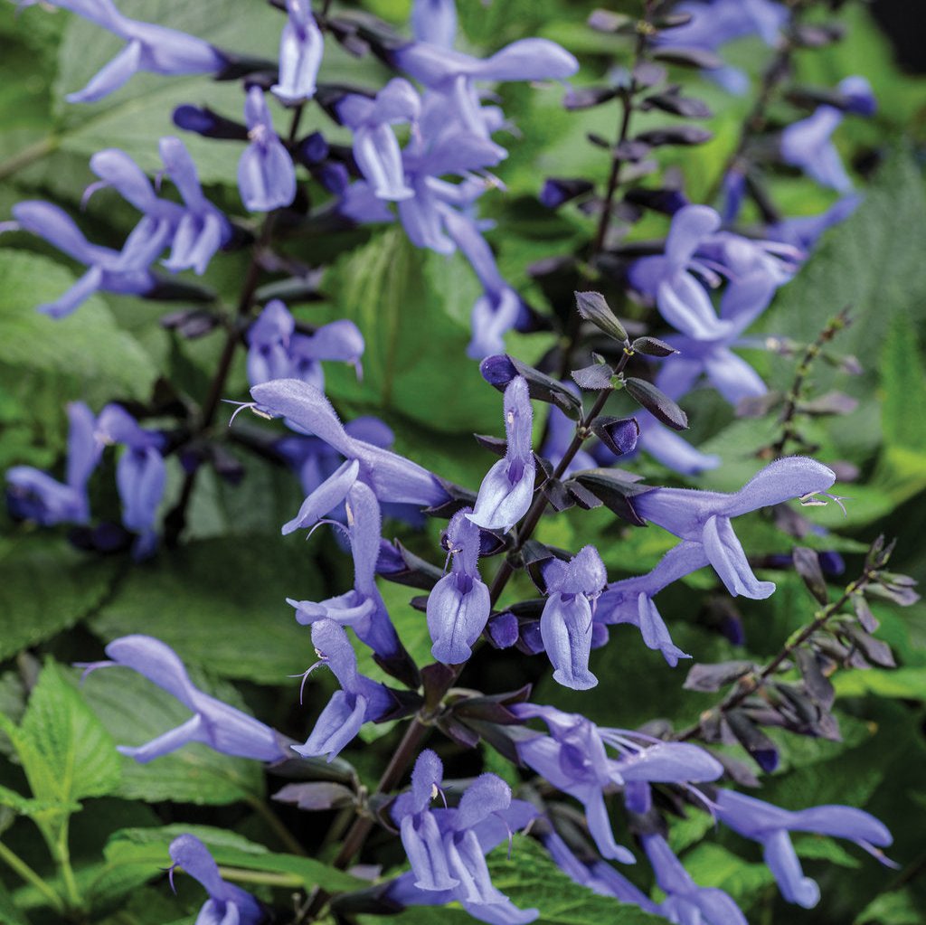 Rockin'® Blue Suede Shoes™ Salvia | Proven Winners®