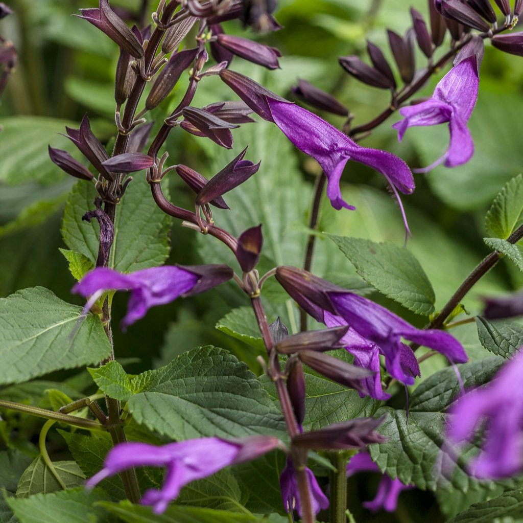 Rockin'® Deep Purple™ Salvia | Proven Winners®