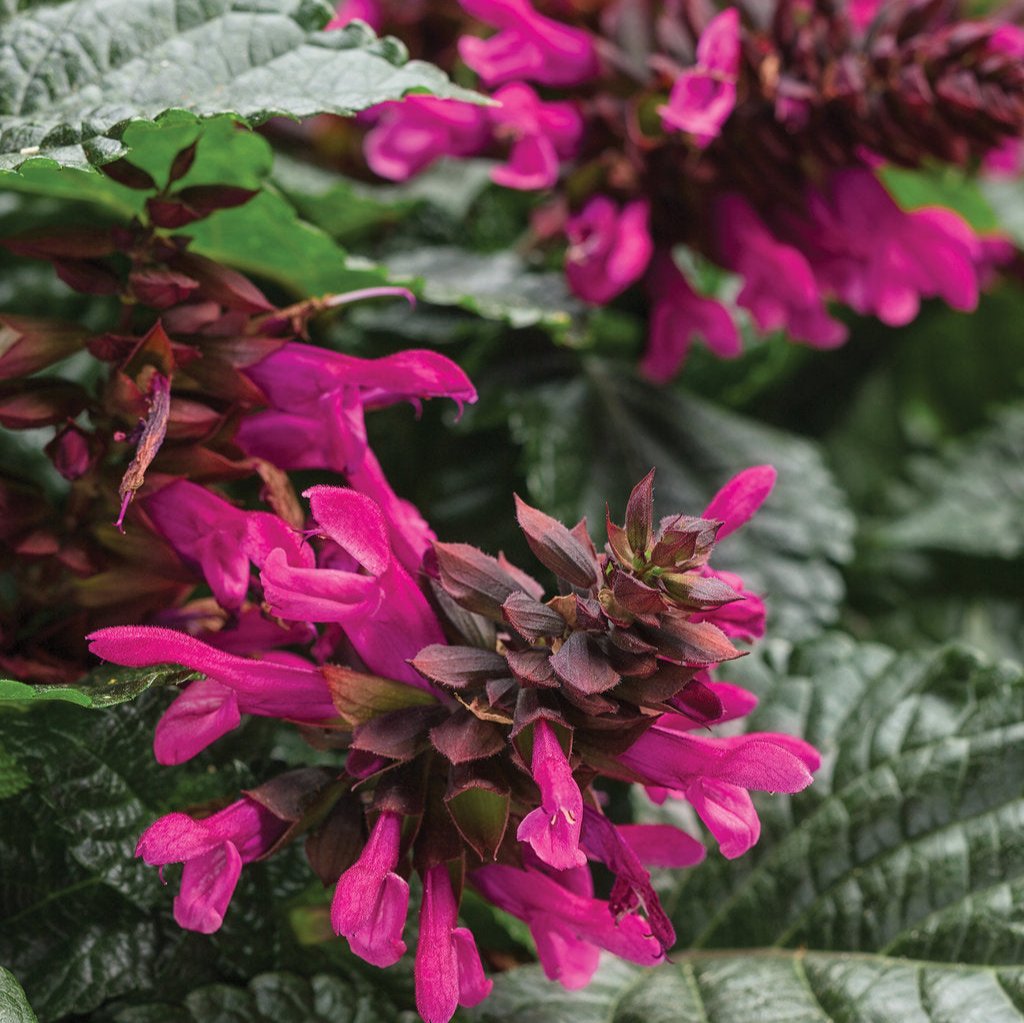 Rockin'® Fuchsia Salvia | Proven Winners®