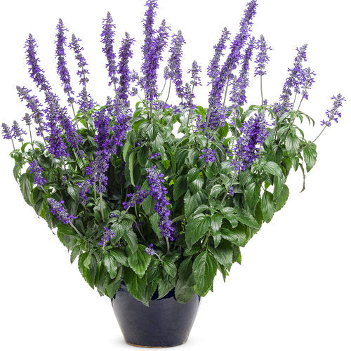 Rockin'® Playin' the Blues™ Salvia | Proven Winners®