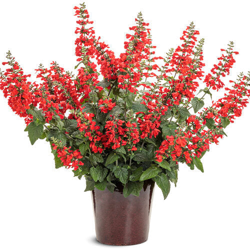 Unplugged® Red Salvia | Proven Winners®