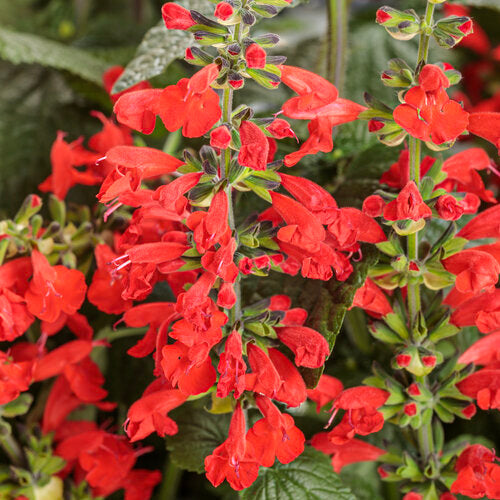 Unplugged® Red Salvia | Proven Winners®