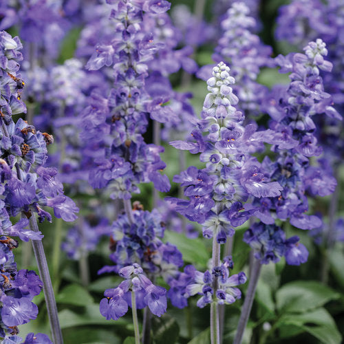 Unplugged® So Blue™ salvia | Proven Winners®