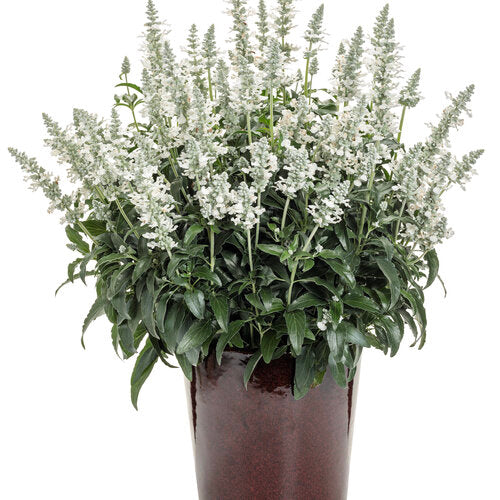 Unplugged® White Salvia | Proven Winners®
