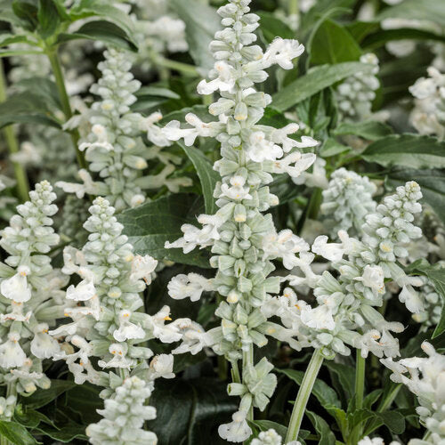 Unplugged® White Salvia | Proven Winners®