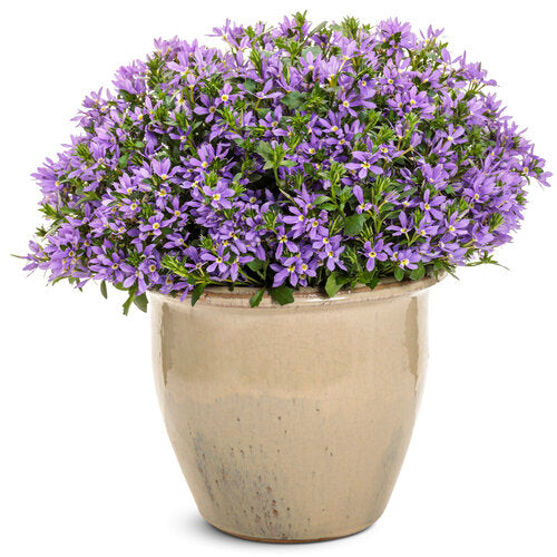 Stardiva® Blue scaevola | Proven Winners®