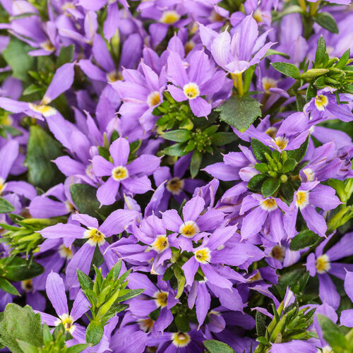 Stardiva® Blue scaevola | Proven Winners®