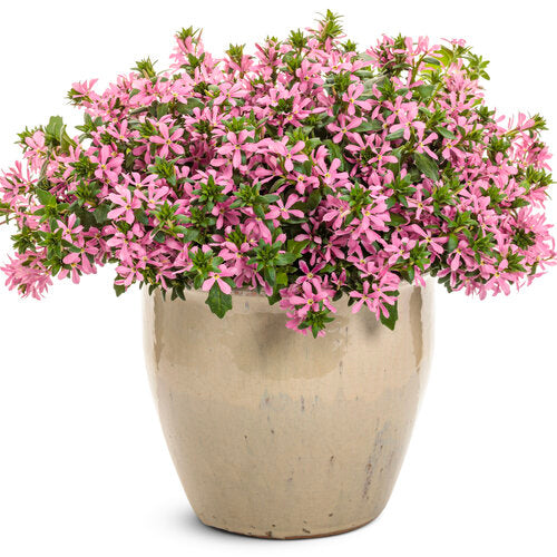 Stardiva® Pink scaevola | Proven Winners®