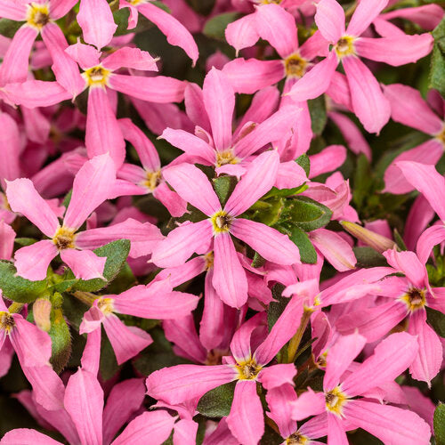 Stardiva® Pink scaevola | Proven Winners®