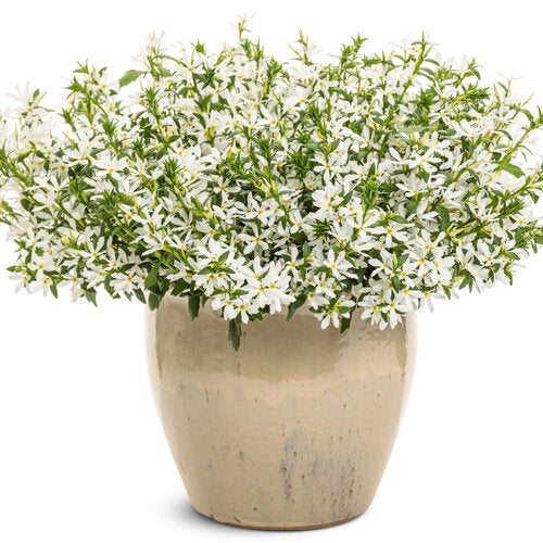 Stardiva® White scaevola | Proven Winners®