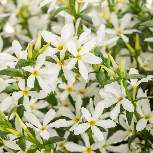 Stardiva® White scaevola | Proven Winners®