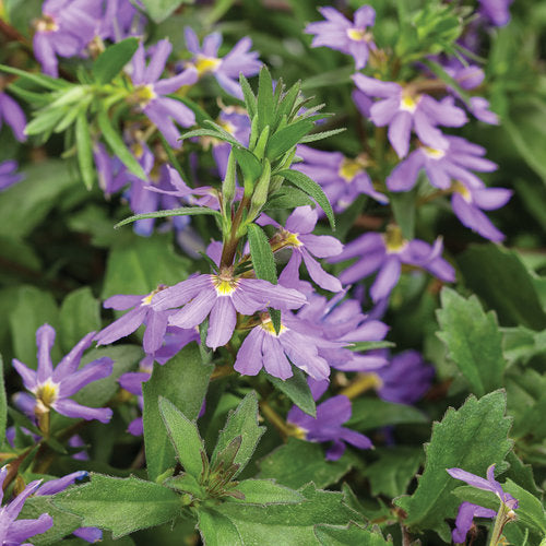 Whirlwind® Blue Scaevola | Proven Winners®