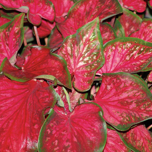 Heart to Heart® Scarlet Flame Caladium | Proven Winners®