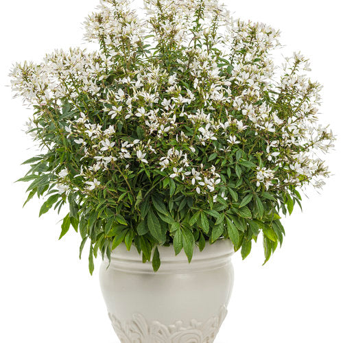 Señorita Blanca® Cleome | Proven Winners®
