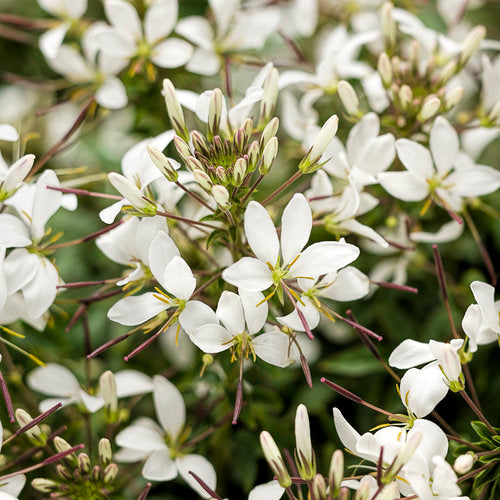 Señorita Blanca® Cleome | Proven Winners®