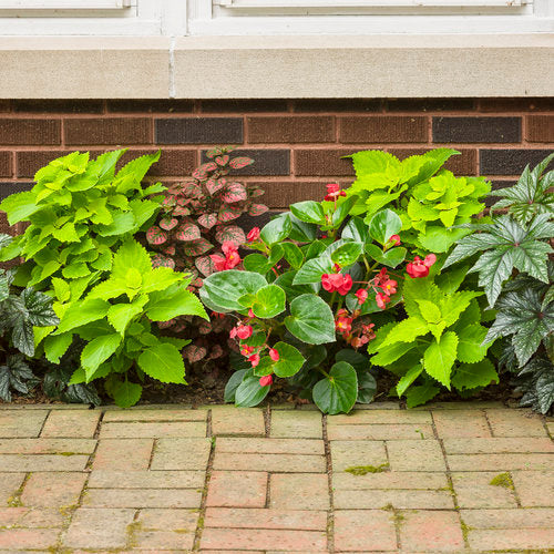 Surefire® Red Begonia | Proven Winners®
