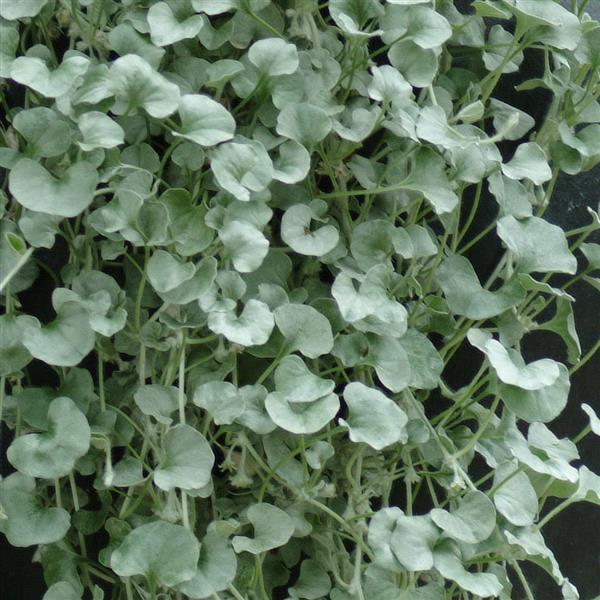 Silver Falls™ Dichondra | Creekside Champions™