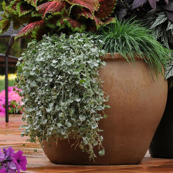 Silver Falls™ Dichondra | Proven Winners®