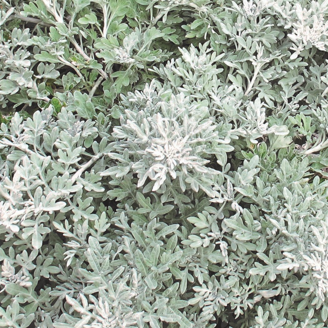 Silver Bullet® Artemisia | Proven Winners ®