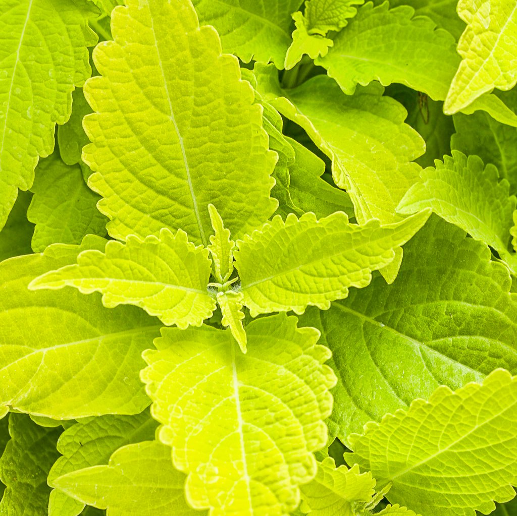 ColorBlaze® Lime Time™ Coleus | Proven Winners®