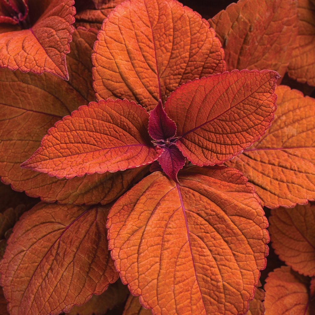 ColorBlaze® Sedona Sunset™ Coleus | Proven Winners®