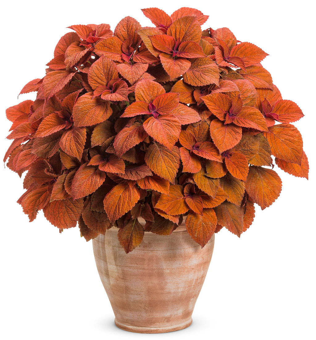 ColorBlaze® Sedona Sunset™ Coleus | Proven Winners®